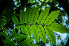 Fern-magnifying-glass