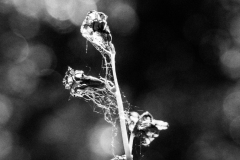 Flower-in-the-meadow-magnifying-glass-BnW