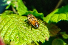 bee-on-da-leaf