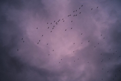 Birds-flying-in-formation