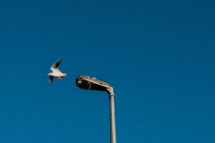 Lone-bird-flies-off-from-lampost