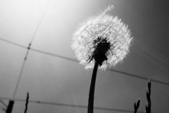 dandelion-against-sun-BnW