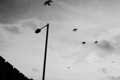 gulls-near-precinct-BnW