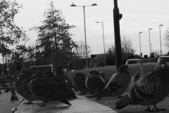 pigeon-mafia-BnW