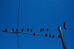 pigeons-on-tramline-againstsky