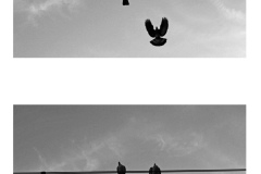 pigeons-upon-the-wire-sittin-BnW-copy