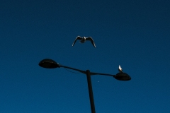 seagulls-on-the-lampost