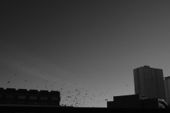 birds-flying-off-over-precinct