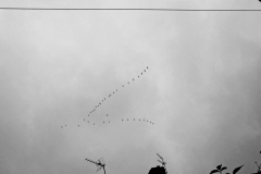 birds-in-formation-BnW